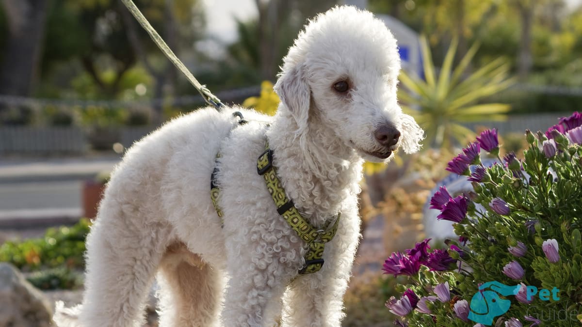 Воспитание бедлингтон-терьера Воспитание бедлингтон-терьера