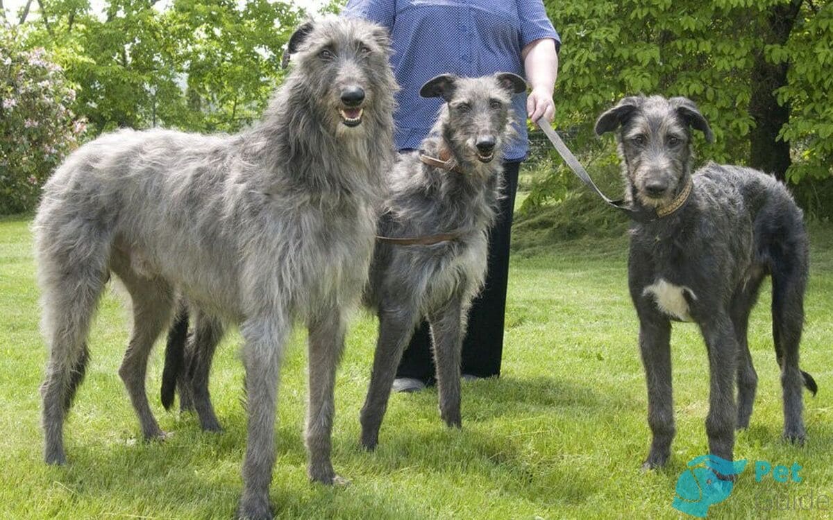 Воспитание и дрессировка дирхаунда