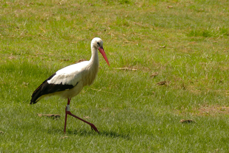 Описание и характеристики аиста: чем питаются, где живут и сколько живут