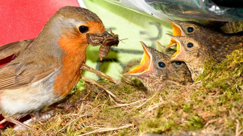 Робин с цыплятами Робин с цыплятами