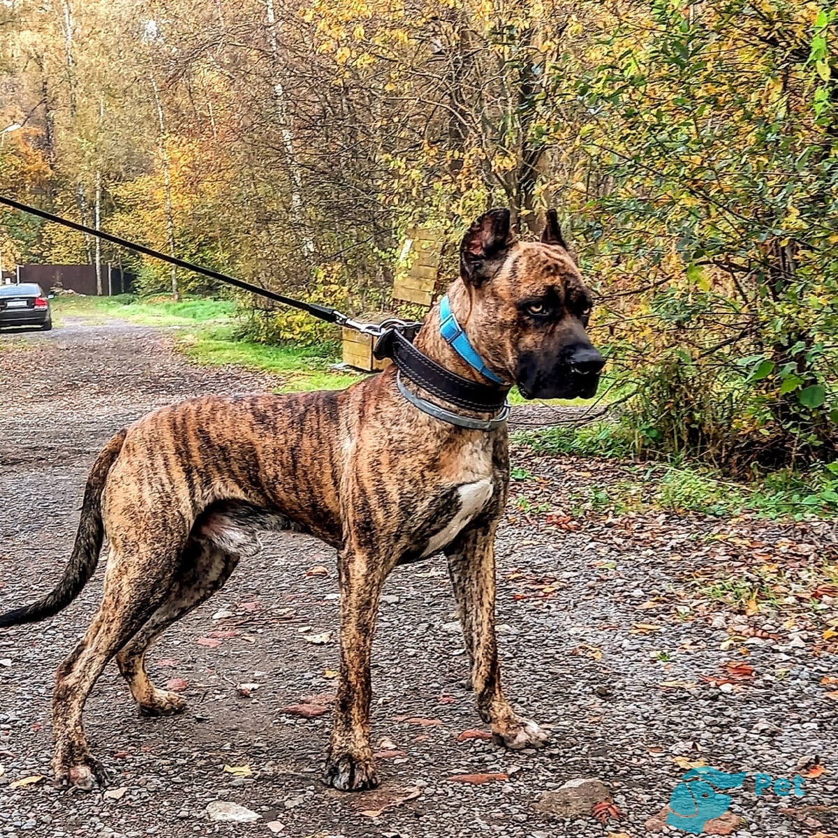 Здоровье алано