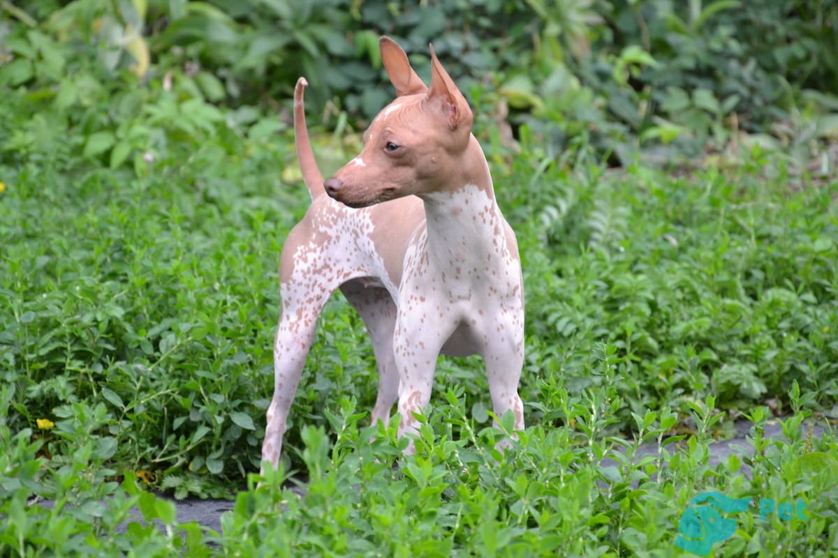Здоровье американского голого терьера Здоровье американского голого терьера