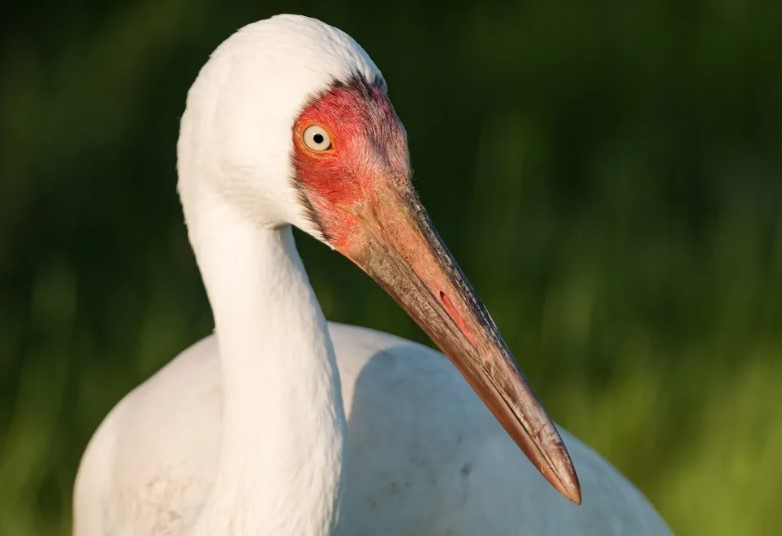 журавль стерх 5