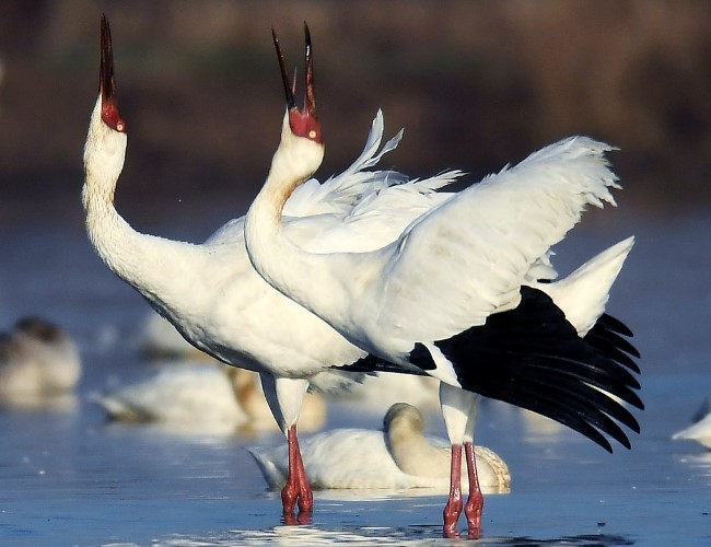 журавль стерх 6