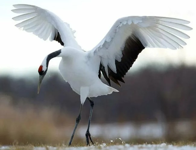 журавль стерх 7