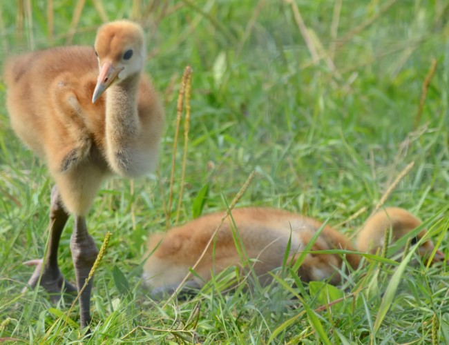 журавль стерх 8