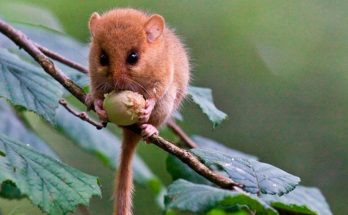 Орешниковая соня