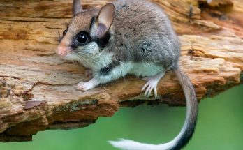 Садовая мышь