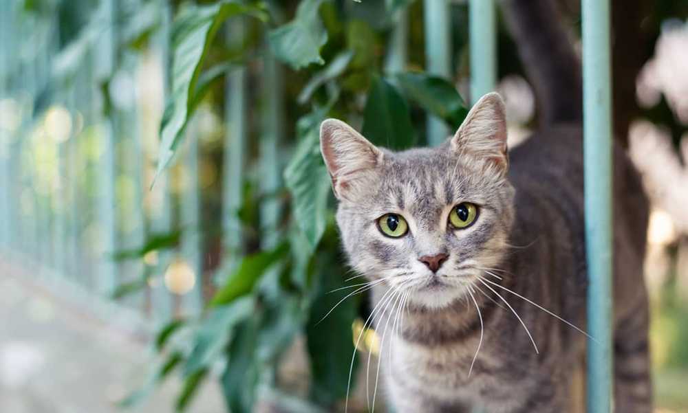 Бездомный серый кот