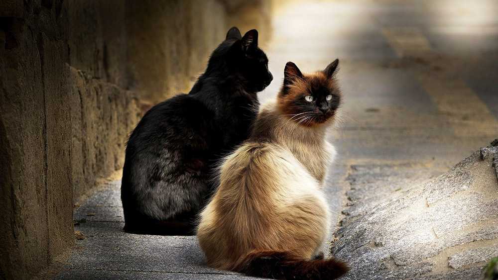 Бирманские кошки