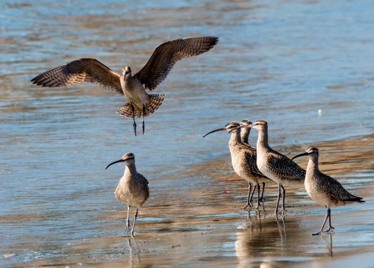 Большой кроншнеп: распространение, численность, охрана