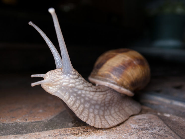 Сколько лет живут улитки в домашних условиях