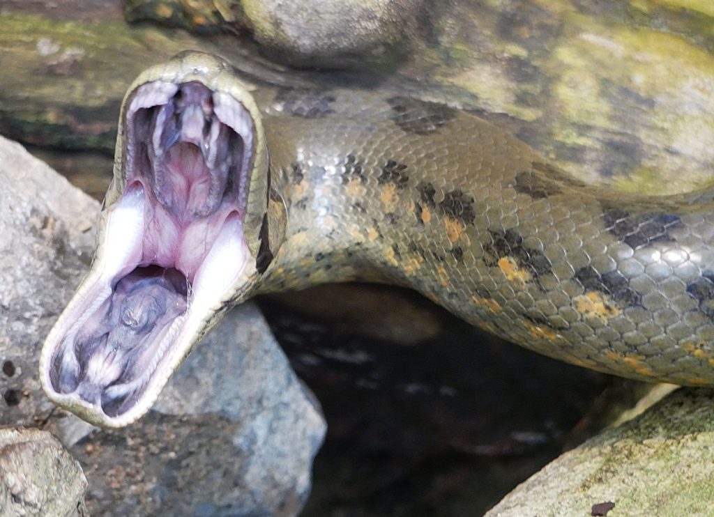 Анаконда — охота, почему она самая большая змея в мире