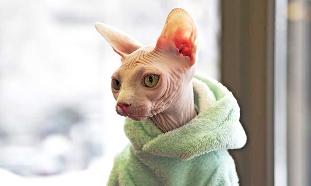 милый сфинкс в зеленом свитере