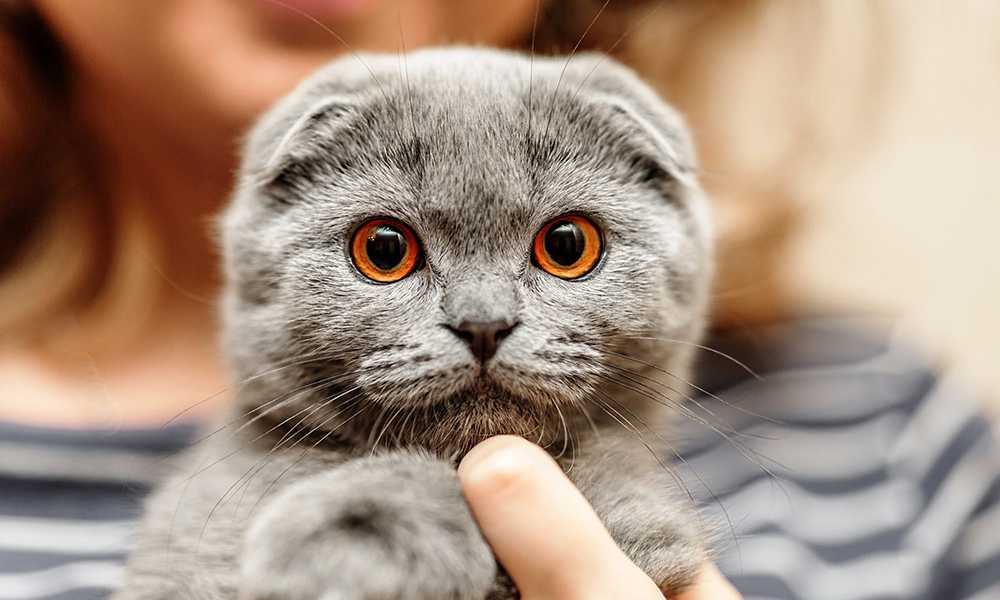 Шотландская вислоухая на руках