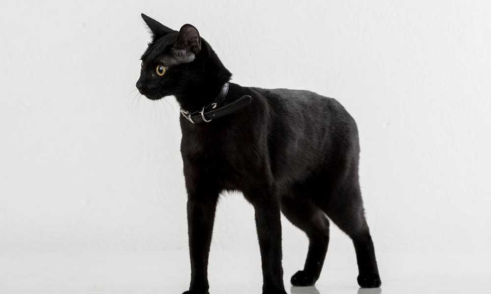 Бомбейский кот