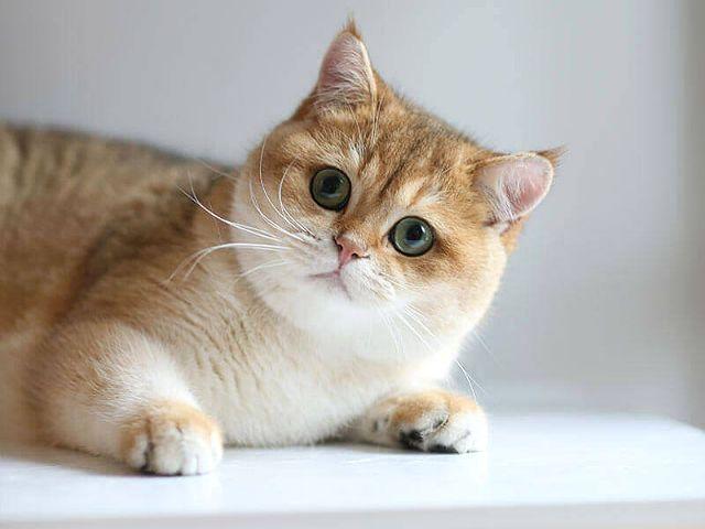 Золотая британская шиншилла