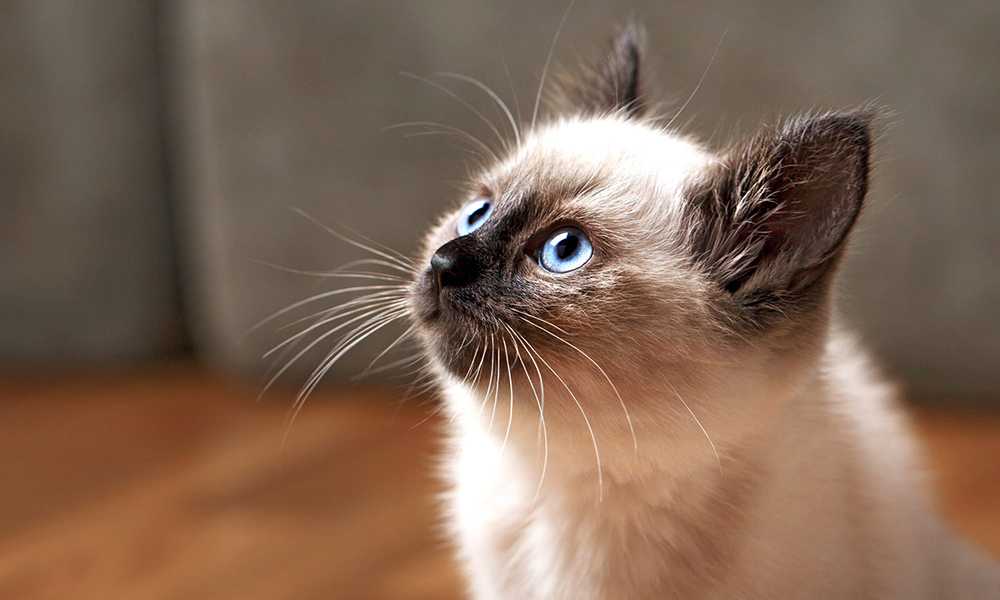 Балийский котенок