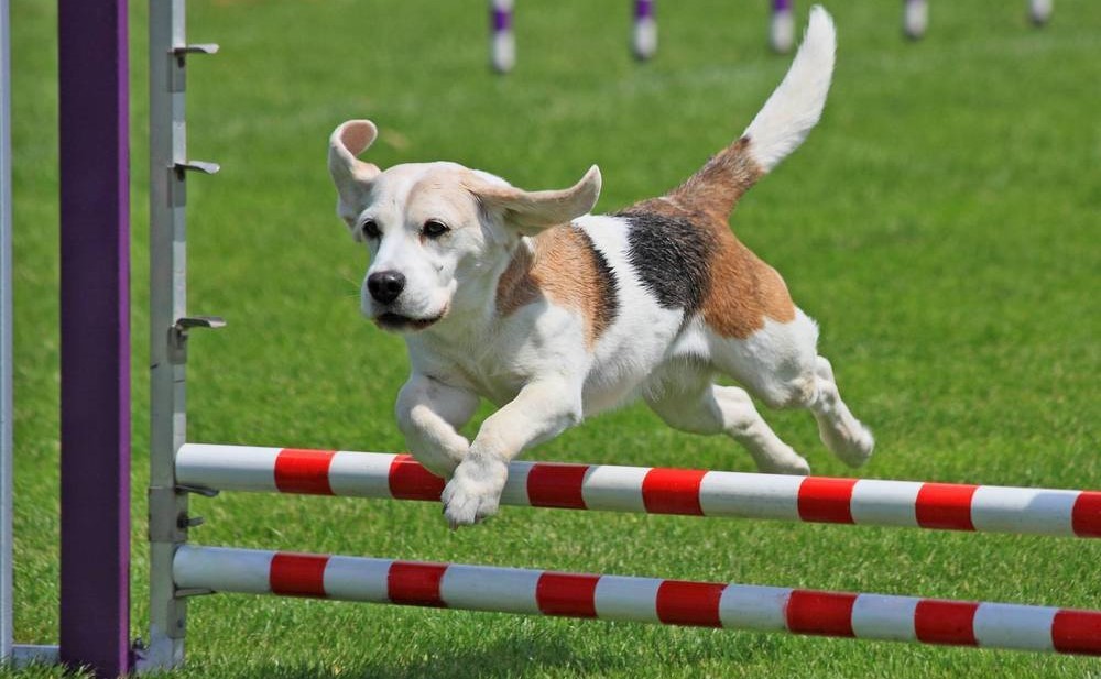 Собака и препятствия
