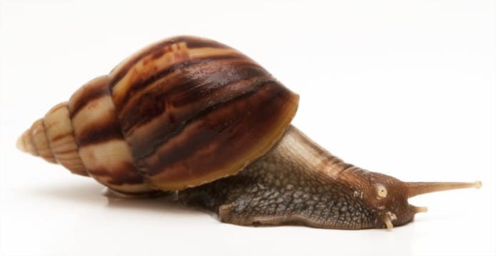 Сколько живут улитки ахатины в домашних условиях?