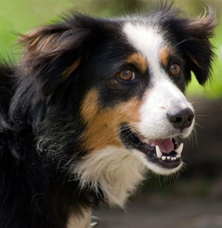 Английская овчарка фото