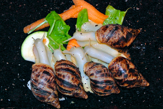 Сколько живут улитки ахатины в домашних условиях?