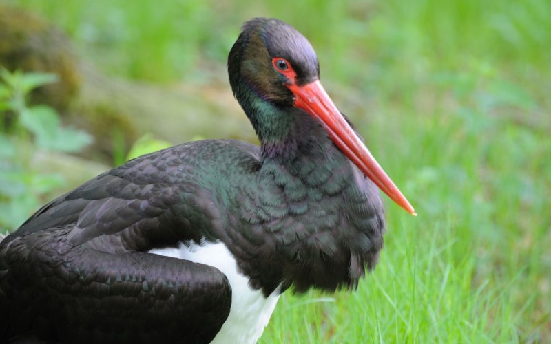 Голова аиста Голова аиста