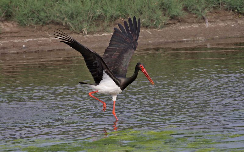 Стоит на одной ноге Стоит на одной ноге