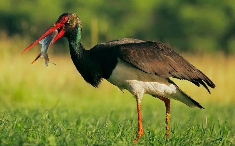 Ест рыбу Ест рыбу