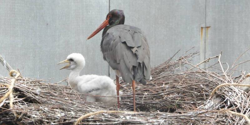 Птенец черного аиста Птенец черного аиста