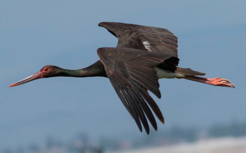 В полете В полете