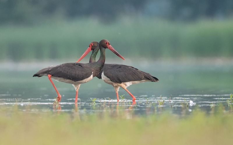 Скрытные птицы Скрытные птицы