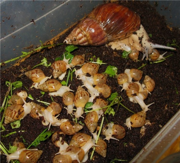 Сколько живут улитки ахатины в домашних условиях?