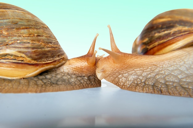 Сколько живут улитки ахатины в домашних условиях?