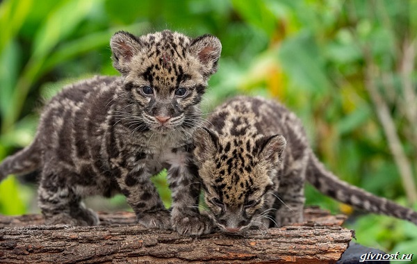 Облачный-леопард-описание-особенности-образ жизни-и-среда обитания-12