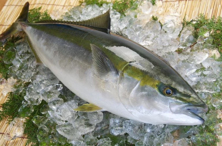 Что за рыба желтохвост – как приготовить, рецепты, отзывы, фото желтохвоста