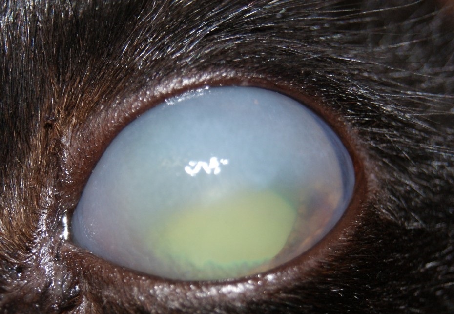 Глаукома у кошки