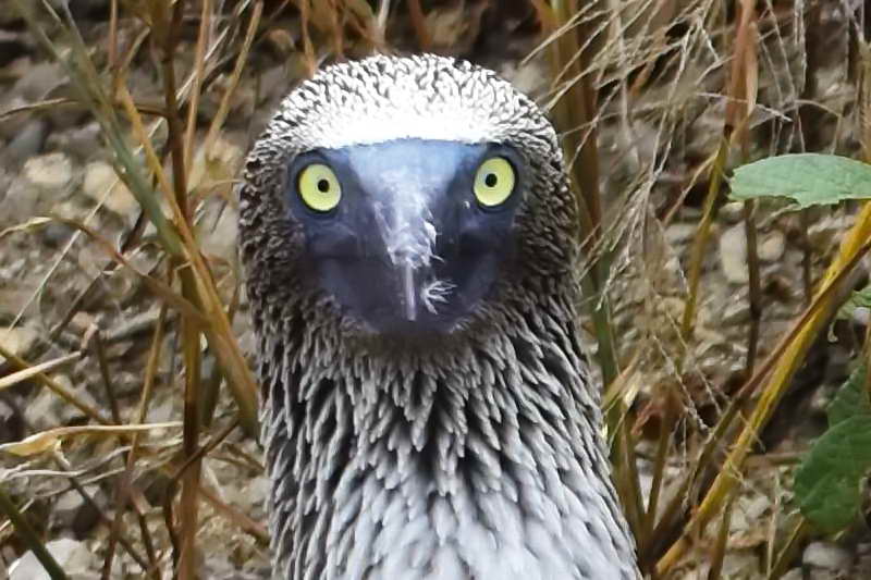 Глаза голубоногой олуши