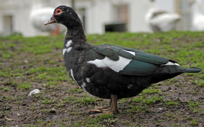 Идет по полю