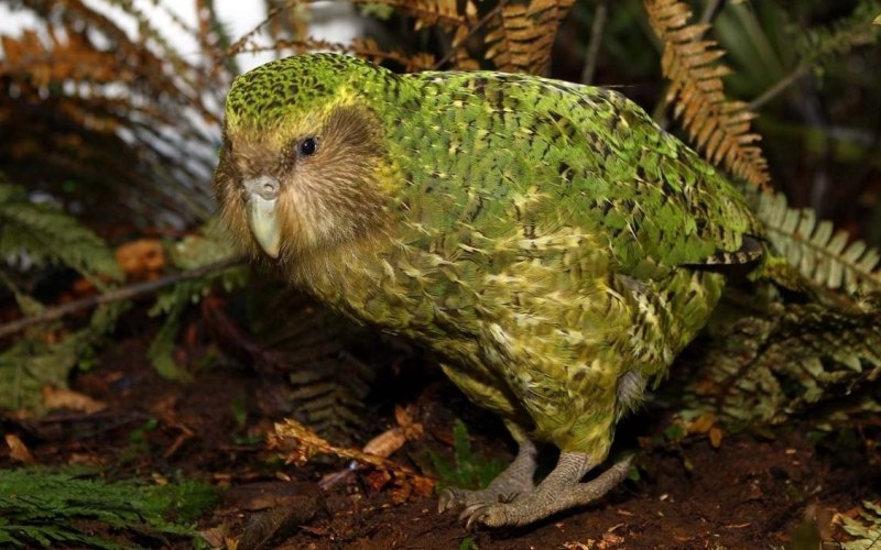 Попугай какапо Попугай какапо