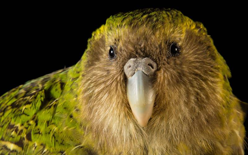 Голова птицы Голова птицы