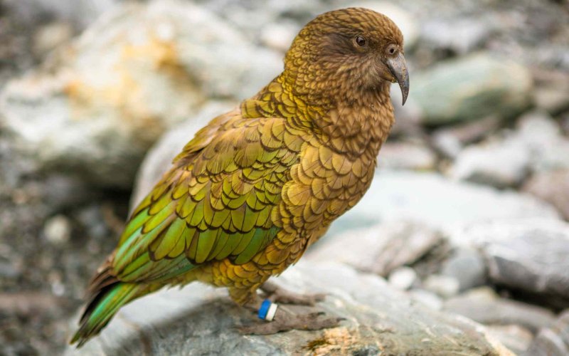 Сидит на камне Сидит на камне