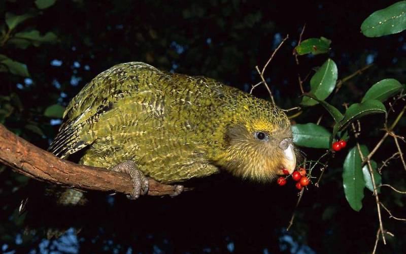 Ест ягоду Ест ягоду