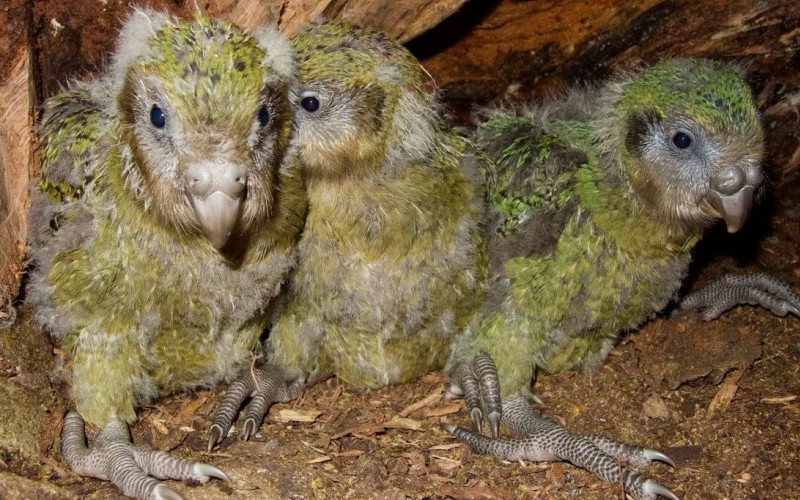Птенцы какапо Птенцы какапо