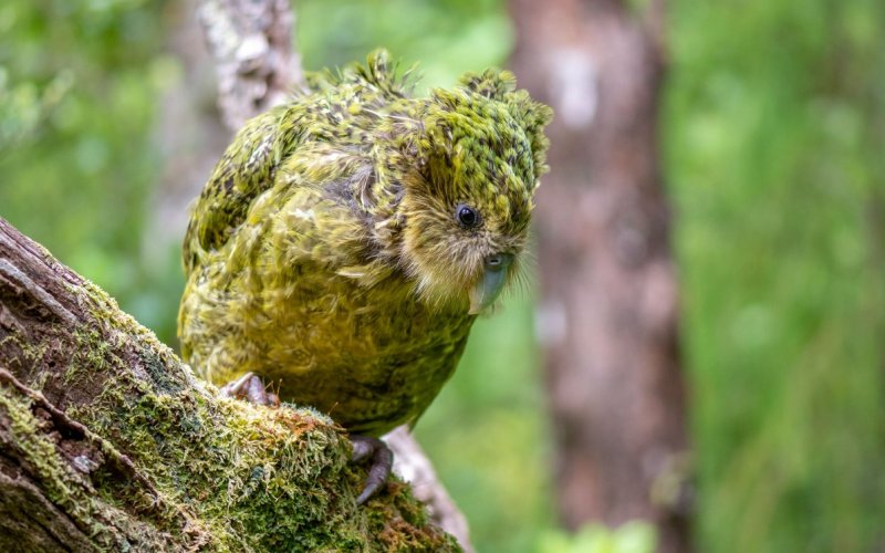 Милый попугай Милый попугай