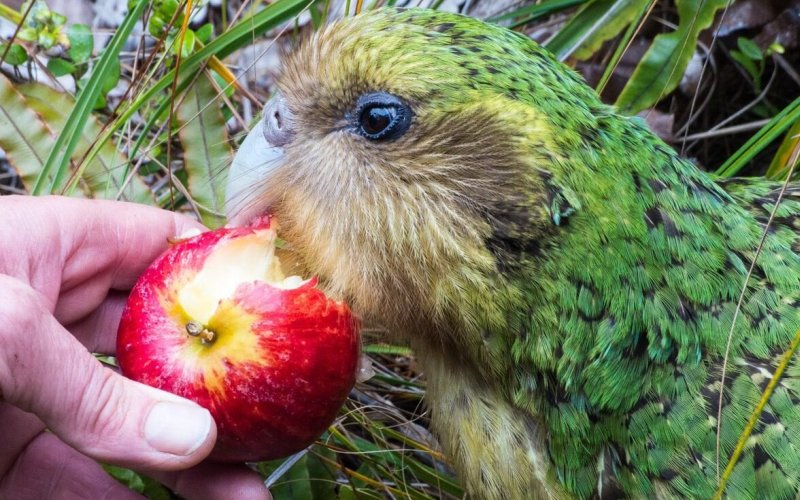 Человек и какапо Человек и какапо