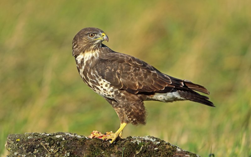 Обыкновенный тетерев Обыкновенный тетерев