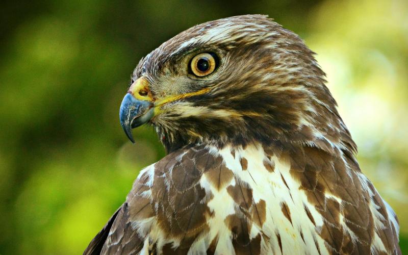 Оррвогхед Оррвогхед