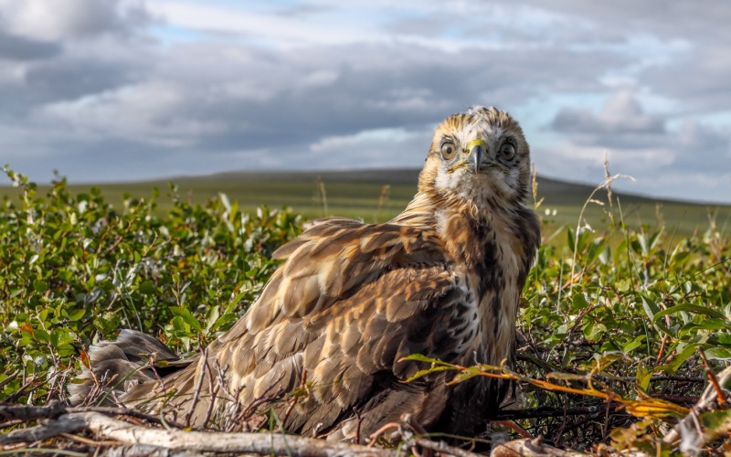 Птица в поле Птица в поле