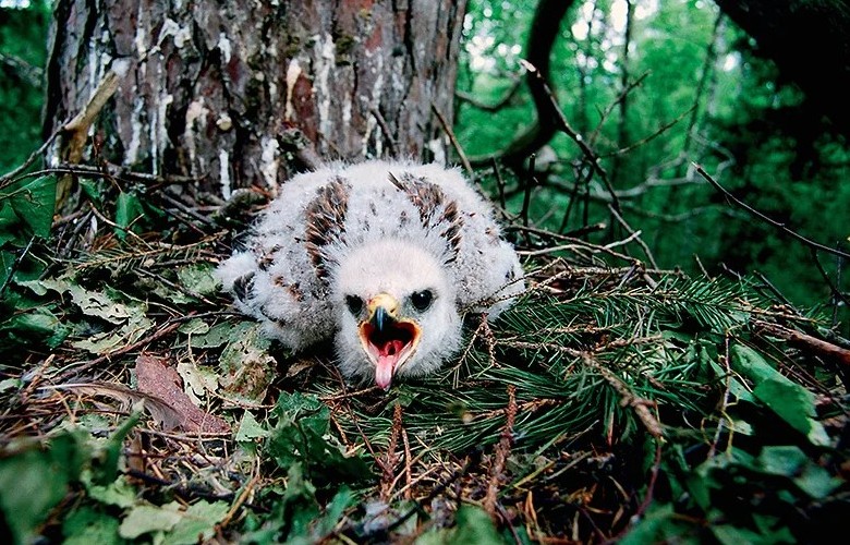 Куриный цыпленок Куриный цыпленок